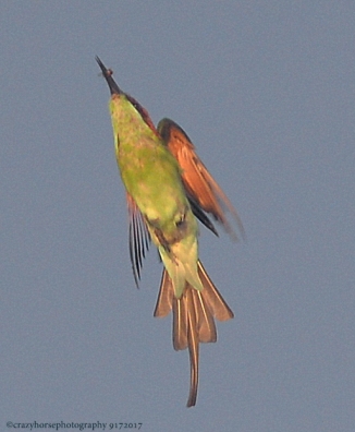 Subic bird in flight with insect